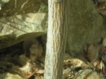 Acer capillipes (Large) (Custom).JPG