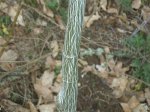 Acer pensilvanicum (Large) (Custom).JPG
