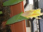 tulipa.JPG