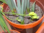 iris 2.JPG