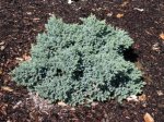 Juniperus squamata blue star.jpg