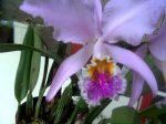 Imagen026.jpg