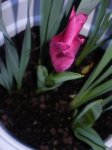 P1010151-1.JPG