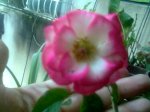 Imagen011.jpg