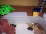 _copia_tortu_2.jpg