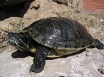 pets 04530x30.JPG
