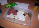 copia_tortu5.jpg