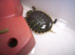 copia_tortu_4.jpg
