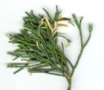 juniperus chinn.jpg