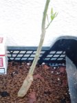 DSC03589.JPG