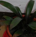 bromelia.JPG
