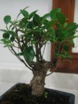 015 ficus retusa.jpg