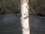 Betula papyrifera (Large) (Custom).JPG