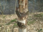Betula utilis (Large) (Custom).JPG