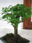ligustrum.jpg