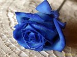 rosa%20azul.jpg