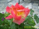 flaming beauty a.jpg