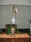 phal en pecera.jpg
