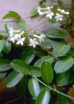 stephanotis-floribunda.jpg
