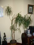 Dracena.jpg