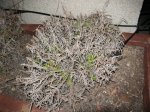 Copia de lavanda marzo 001.jpg