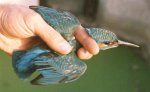 alcedo athis.jpg