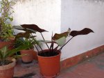 0infoDSC03700.jpg