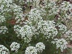 lobularia-maritima-2.jpeg