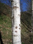 Betula a. celtiberica (Large).JPG