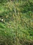 Alnus cordata (Custom).JPG