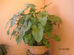 plantas 19.12.06 005 (Small).jpg
