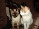 gatitos.JPG