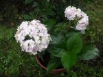Hortensia1.JPG