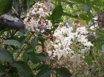 100_0608.jpg