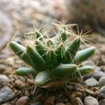 Mammillaria decipiens ssp albescens o Mammillaria longimamma.jpg