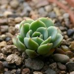 Echeveria Pulidonis o Graptoveria titubans.jpg