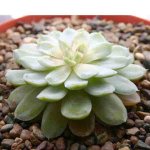 echeveria elegans.jpg