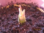 tulipan 006 (Small).jpg