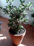 Imagen043.jpg