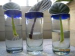 tulipan 004 (Small).jpg