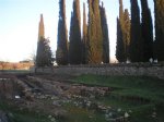 Cupressus sempervirens Cacabelos (Custom) (Custom).JPG