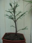Imagen 010.jpg