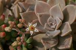 Graptopetalum-paraguayense2.jpg