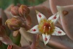 Graptopetalum-paraguayense-.jpg