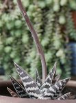 Aloe-variegata1.jpg