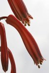 Aloe-variegata2.jpg