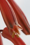 Aloe-variegata3.jpg