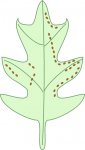 hoja.jpg