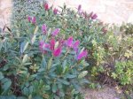 rosa jardin.JPG