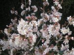 Prunus nipponica ruby (Medium) (Custom).JPG